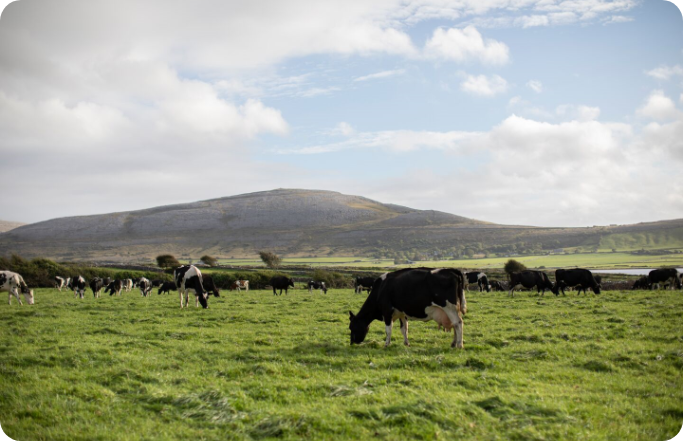 Ornua-Website-True-Taste-of-Kerrygold_Bo_Photography_Farm_Thomas-Mahon_21 (1)